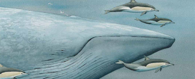 About Marine Mammals