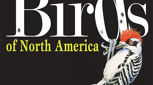Field Guide to Little Known & Seldom Seen Birds of North America