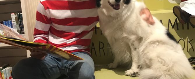 Marlee the Therapy Dog