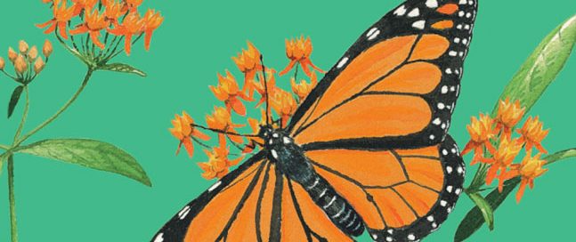 Curious About Insects